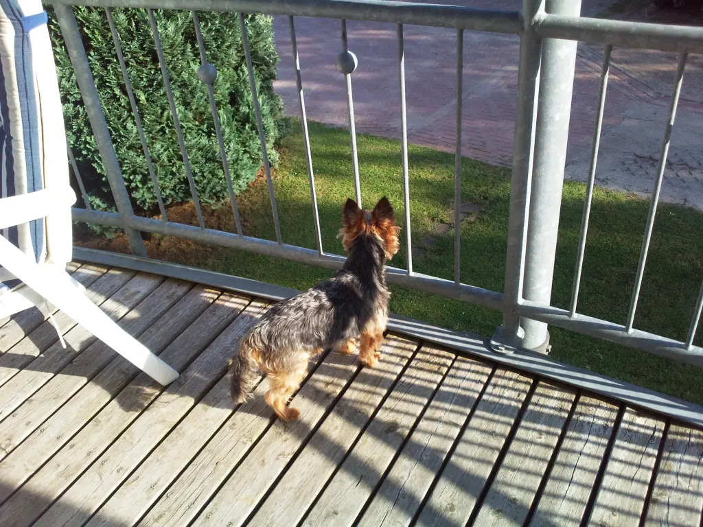 Condolence image of Manuela mit Seelenhund Flick