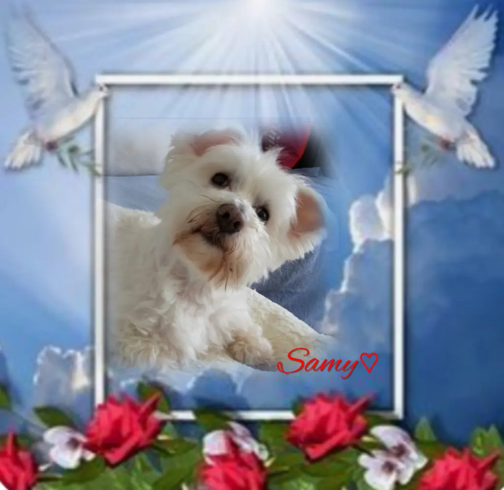 Condolence image of Samy♥️ geliebt♥️ und unvergessen♥️