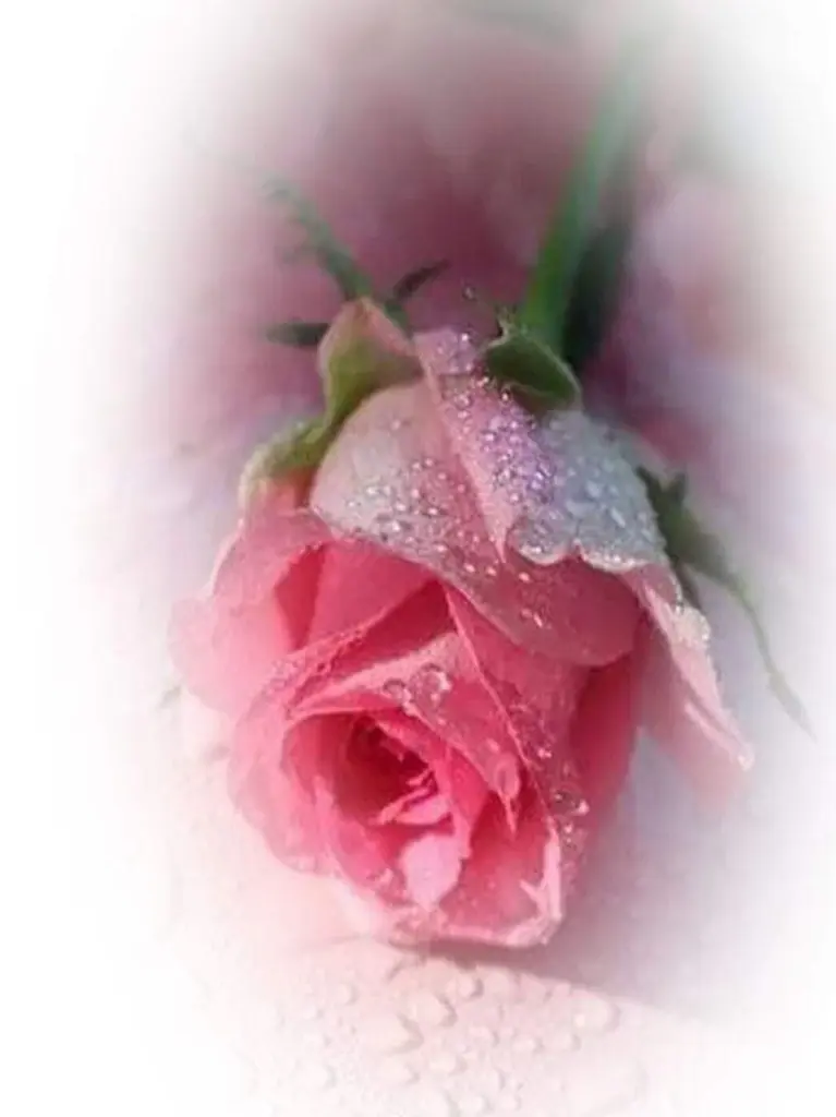 Condolence image of Ewa & Krzysztof mit Jacki tief im Herzen❤️