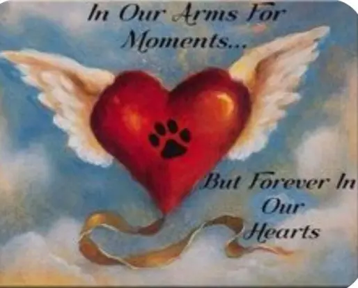 Condolence image of Ewa & Krzysztof mit Jacki tief im Herzen♥️