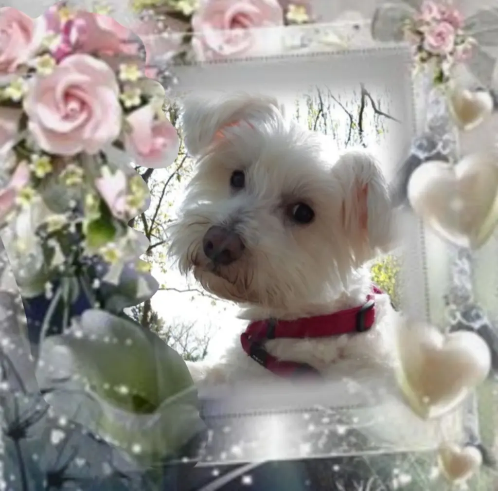 Condolence image of Ewa & Krzysztof mit Jacki tief im Herzen♥️