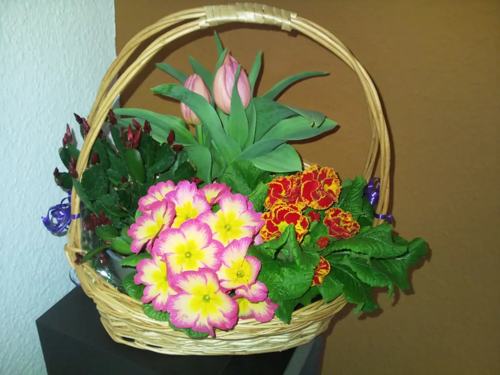 Condolence image of Manuela mit Seelenhund Flick