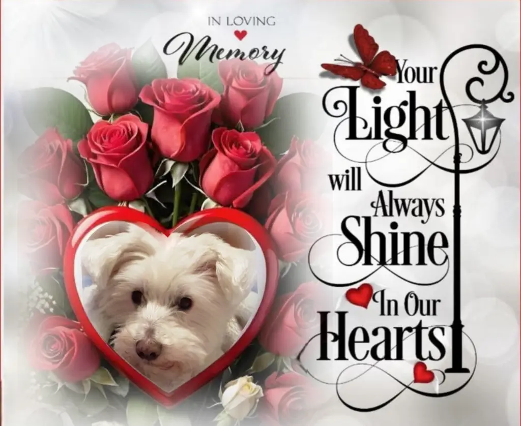 Condolence image of Samy♥️ geliebt♥️ und unvergessen♥️