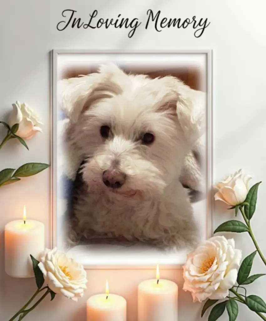 Condolence image of Samy♥️ geliebt♥️ und unvergessen♥️