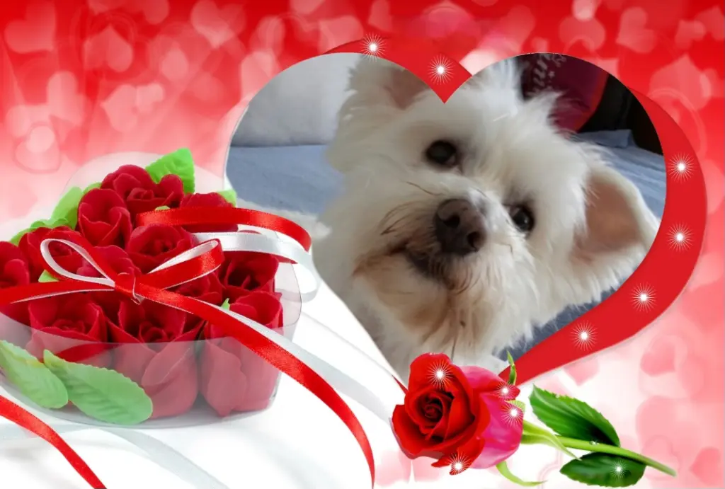 Condolence image of 🌹Samy🌹 geliebt♥️ und unvergessen♥️