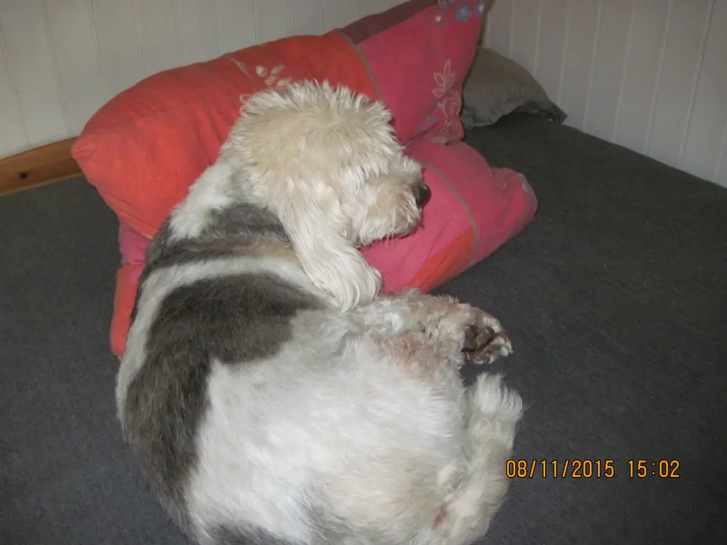 Image from Rudi