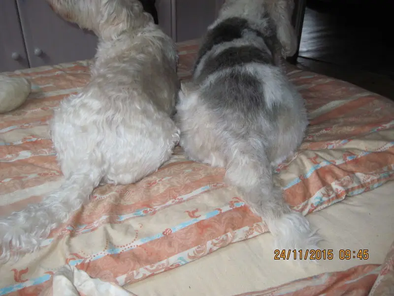 Image from Rudi