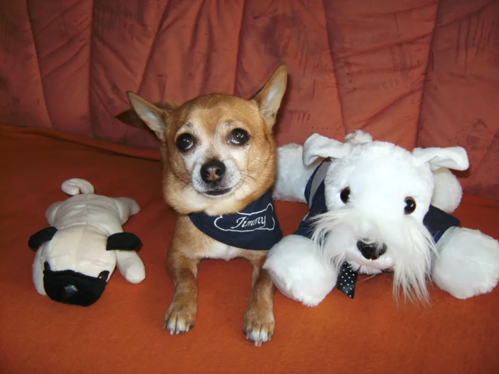 Condolence image of Irene mit Seelenpfötchen *Jimmy * ganz tief im Herzen