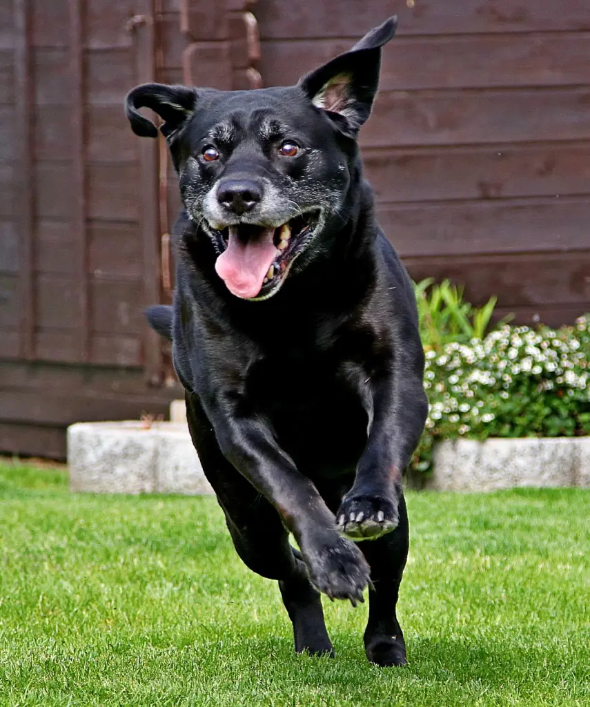 Image from Balto