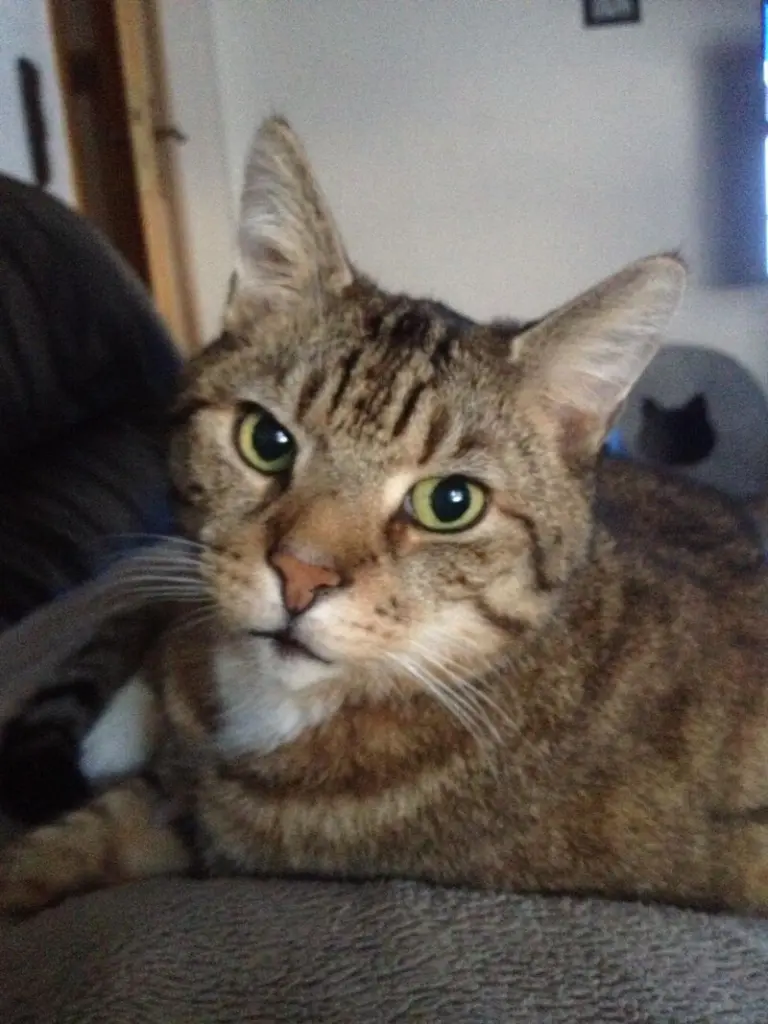 Image from Tiger