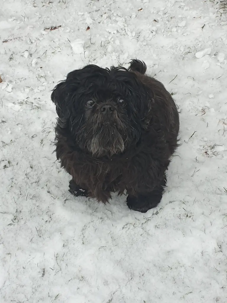 Image from Gismo