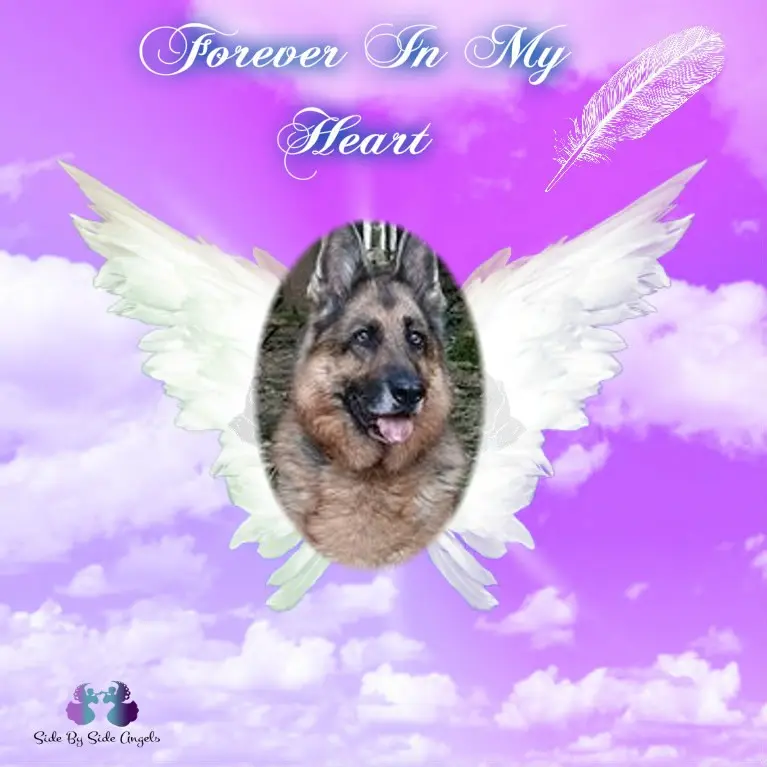 Condolence image of Fur Saralein❤️⭐️