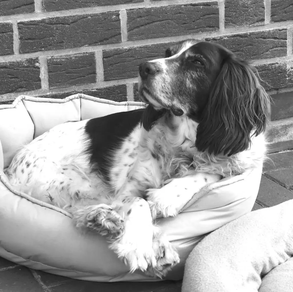 Condolence image of Buddy, Wendy, Frauchen und Herrchen