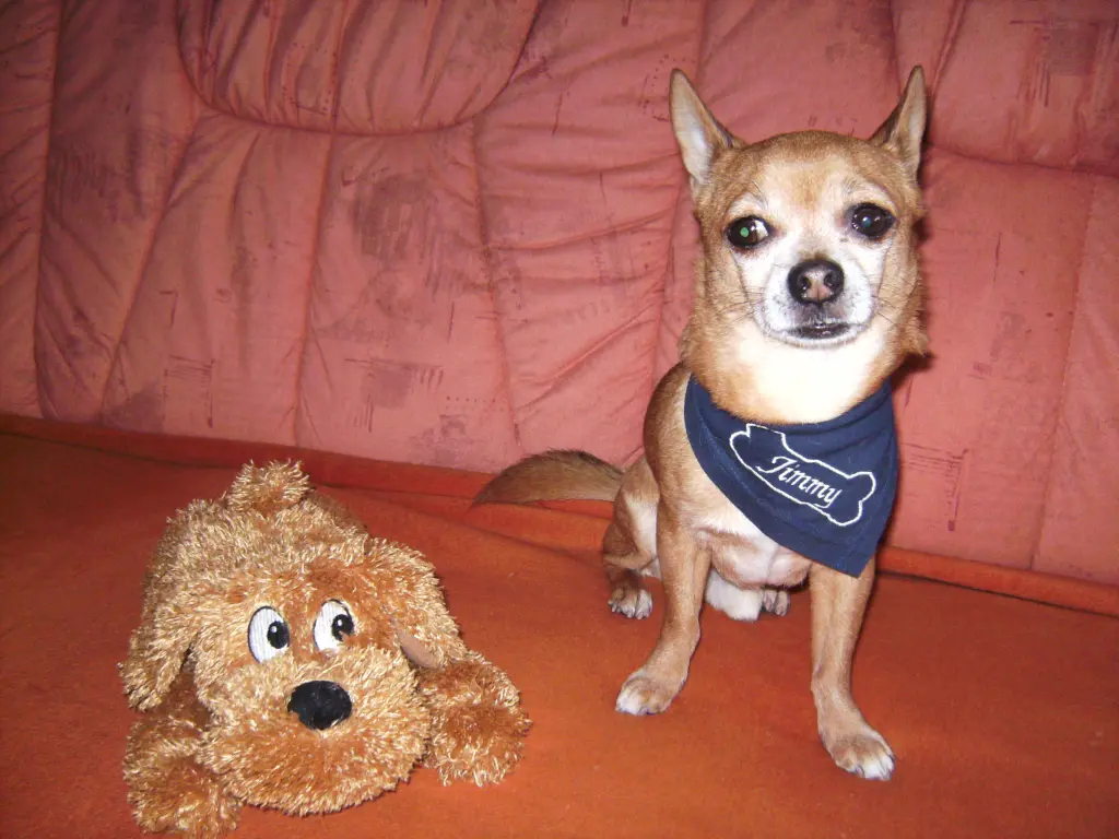 Condolence image of Irene mit Seelenpfötchen *Jimmy * ganz tief im Herzen