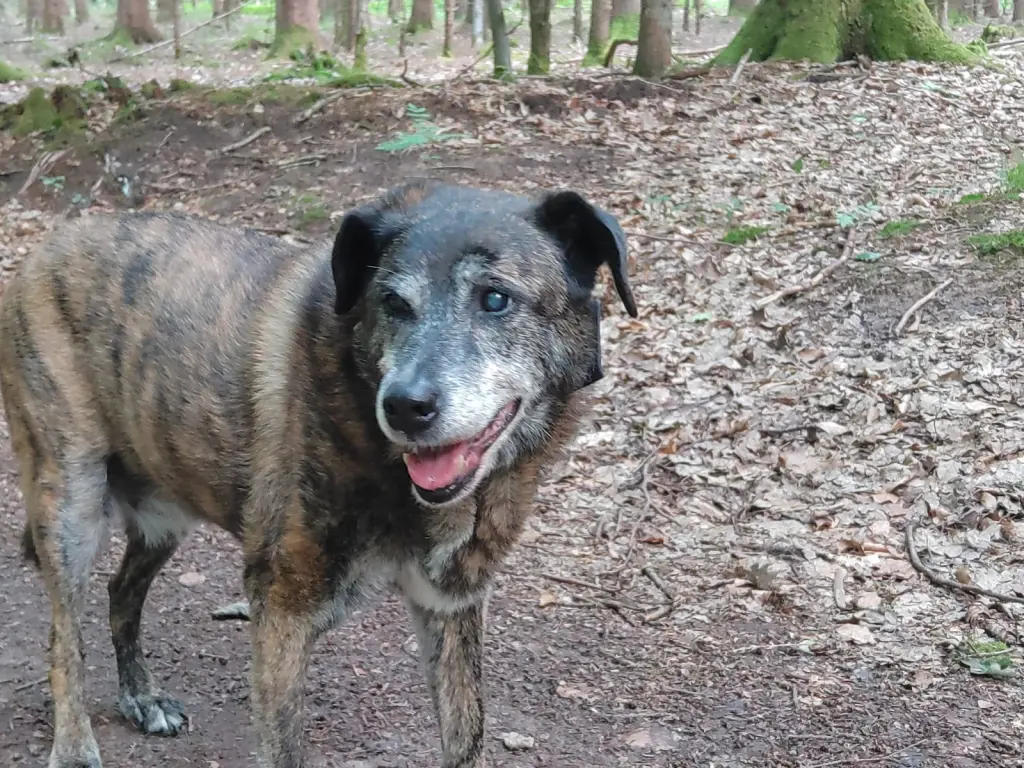 Condolence image of Gabi mit Max gest.20.11.2020❣️