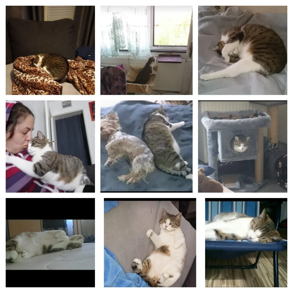 Image from Kitty