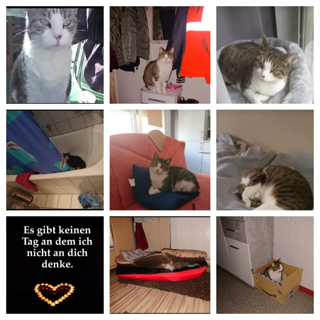 Image from Kitty