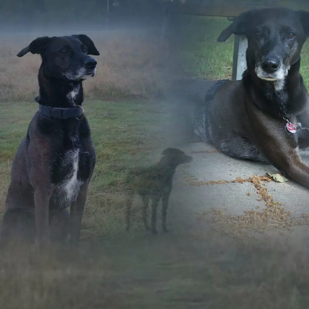 Condolence image of Bianca mit Seelenhund Flocke❤