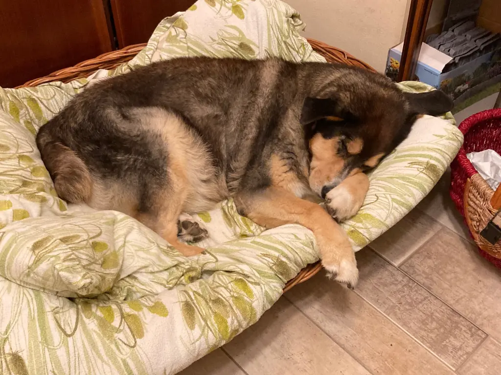 Andachtsbild von Brigitte mit Moschu tief im Herzen