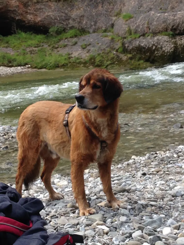 Bild von Chon Chi Papageno