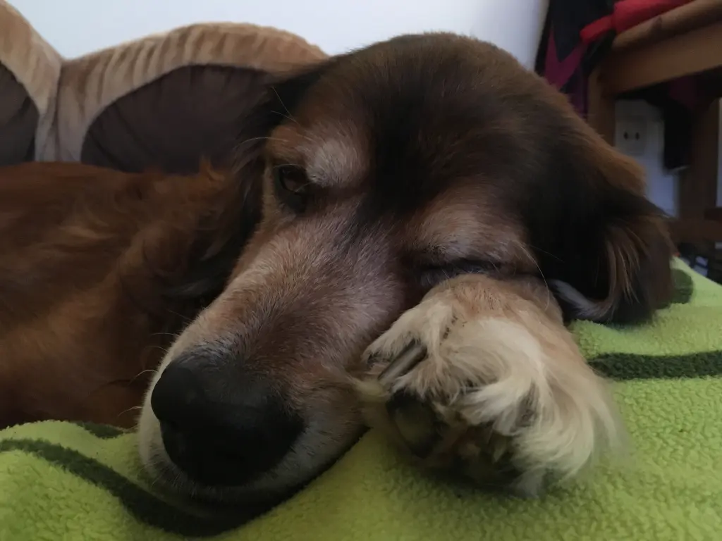 Bild von Chon Chi Papageno