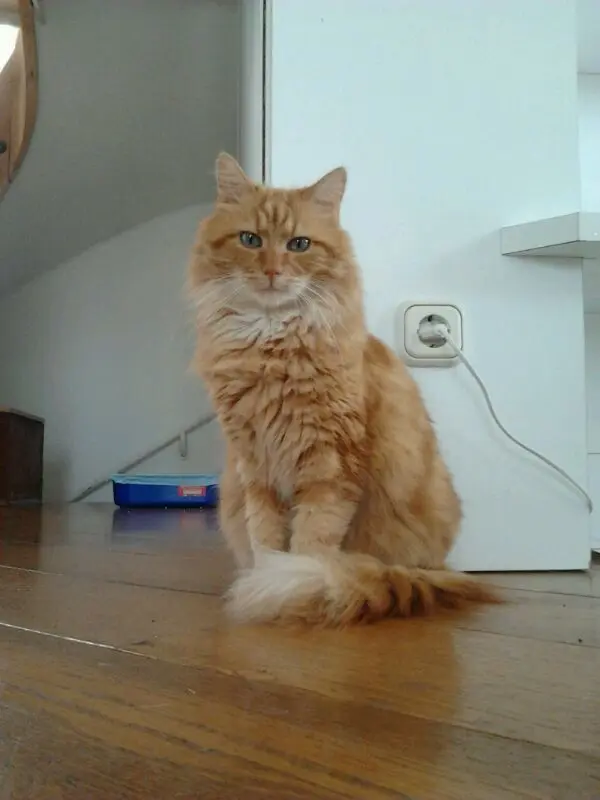 Image from Teddy