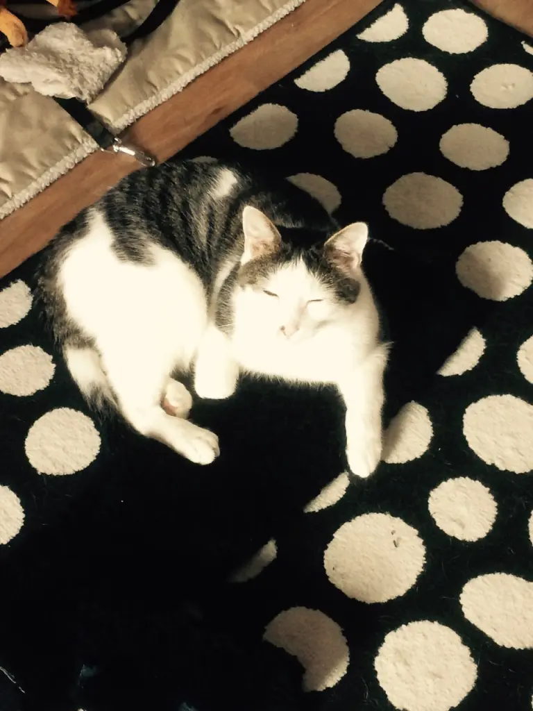 Image from Teddy