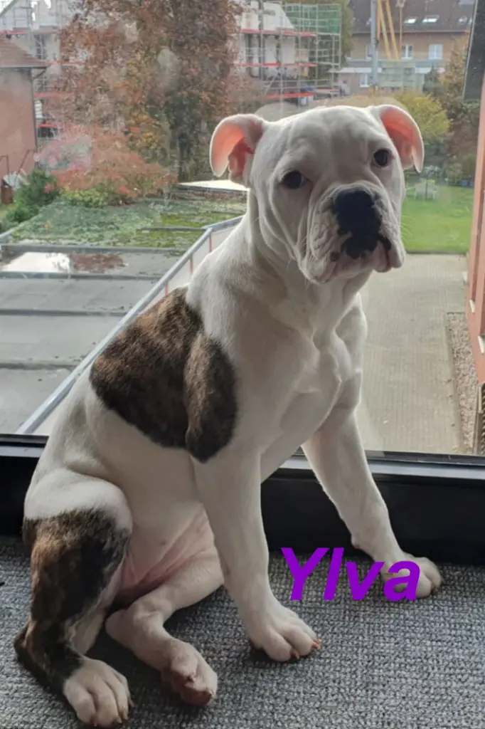 Image from Ylva