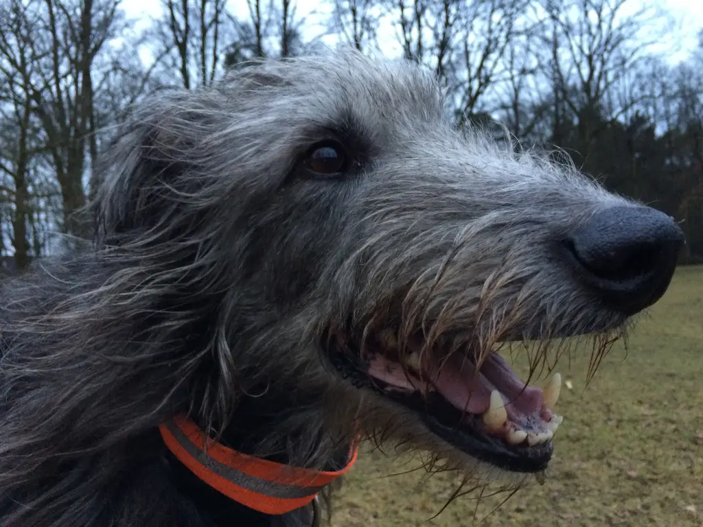 Image from Monty