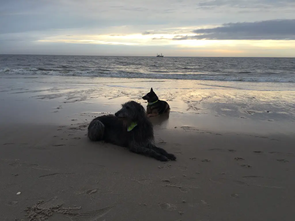 Image from Monty