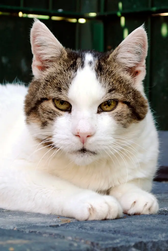 Image from Puppa
