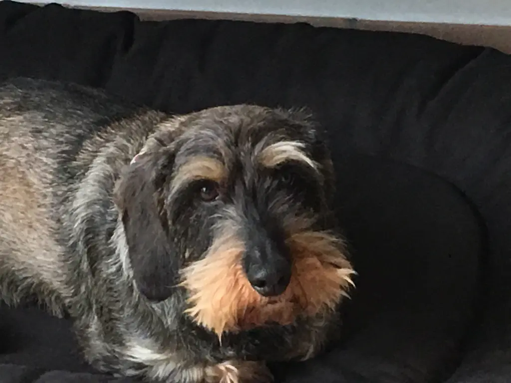 Condolence image of Felix
