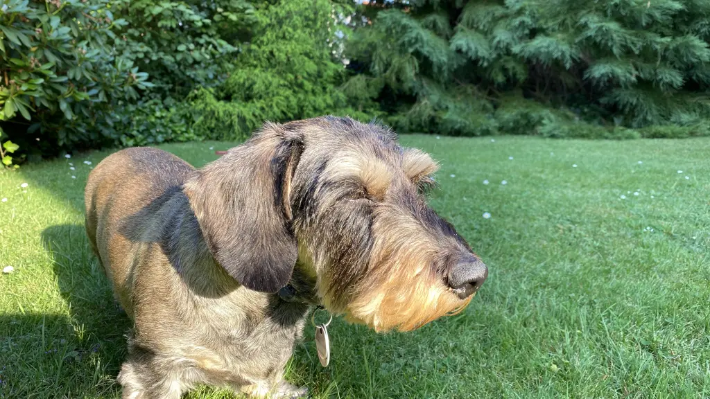 Image from Felix