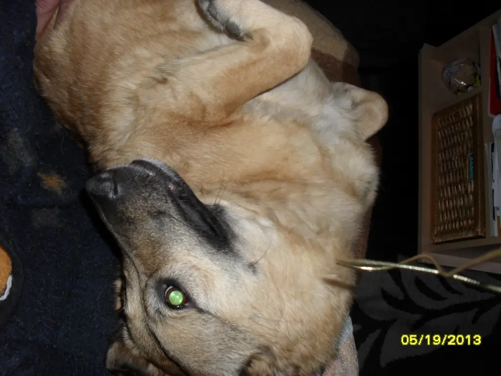 Image from Stella
