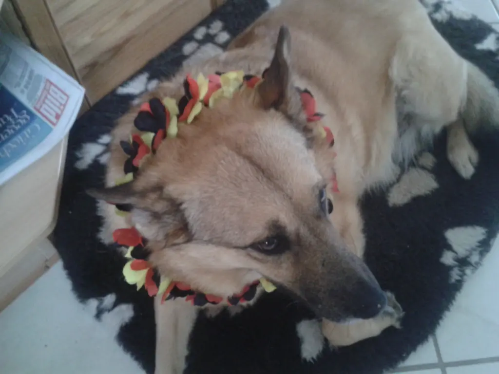 Image from Stella