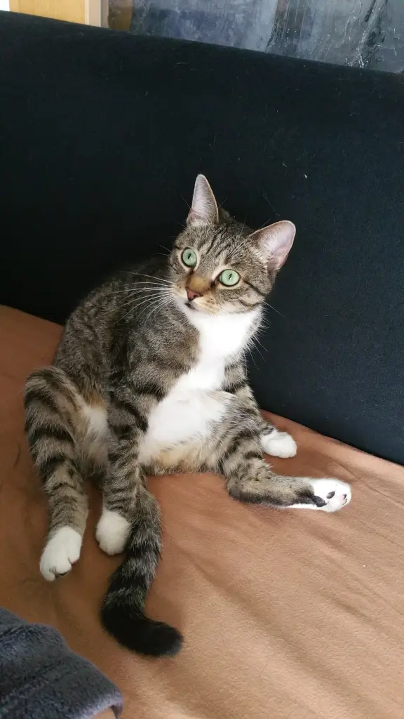 Image from Ronja