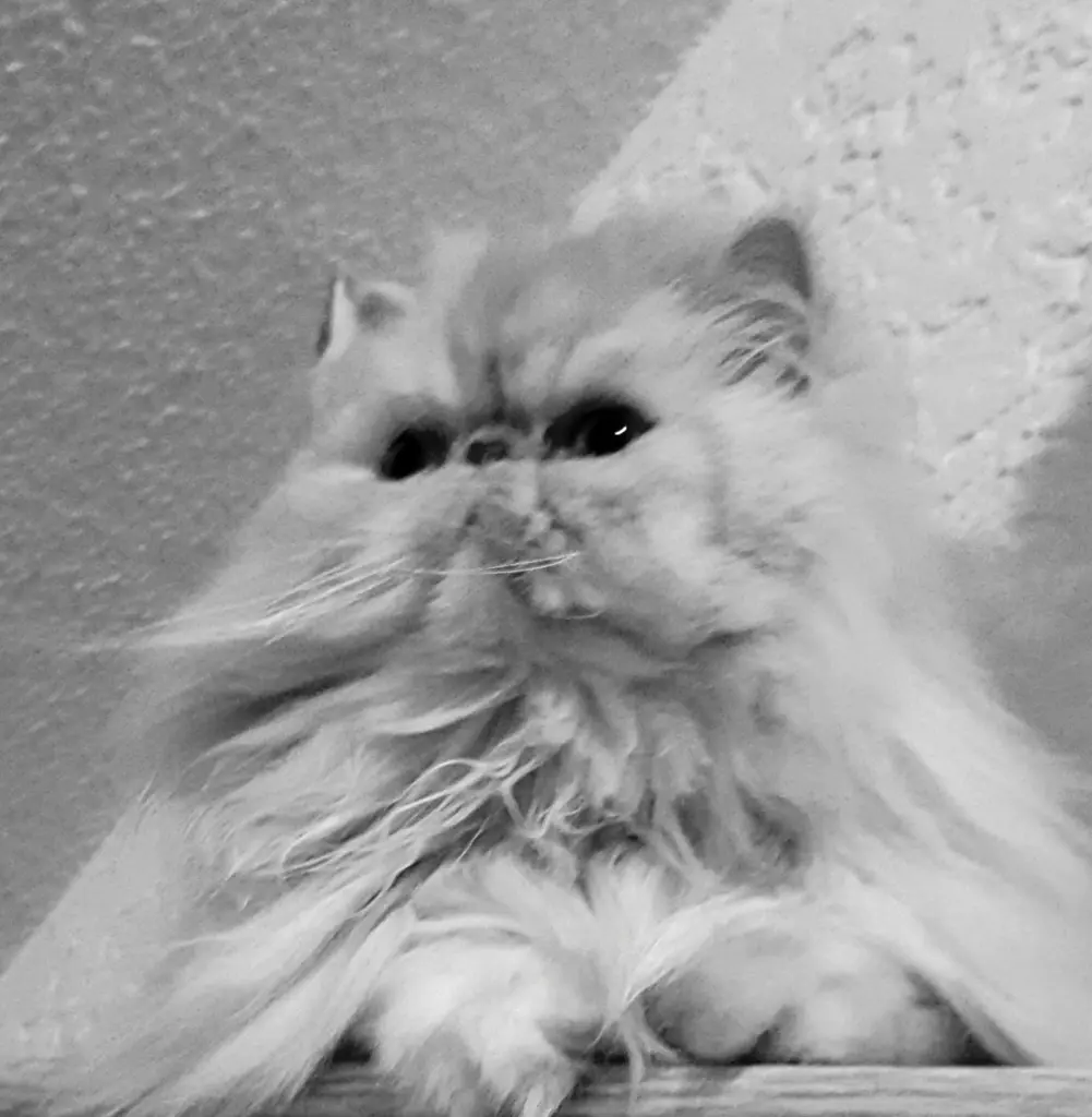 Image from Garfield 