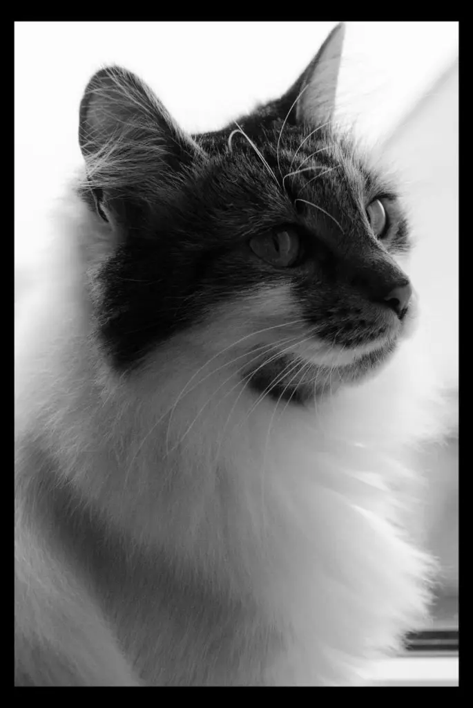 Image from Pisanka