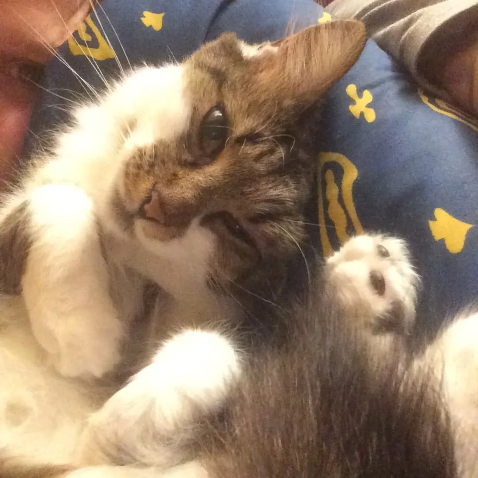 Image from Pisanka