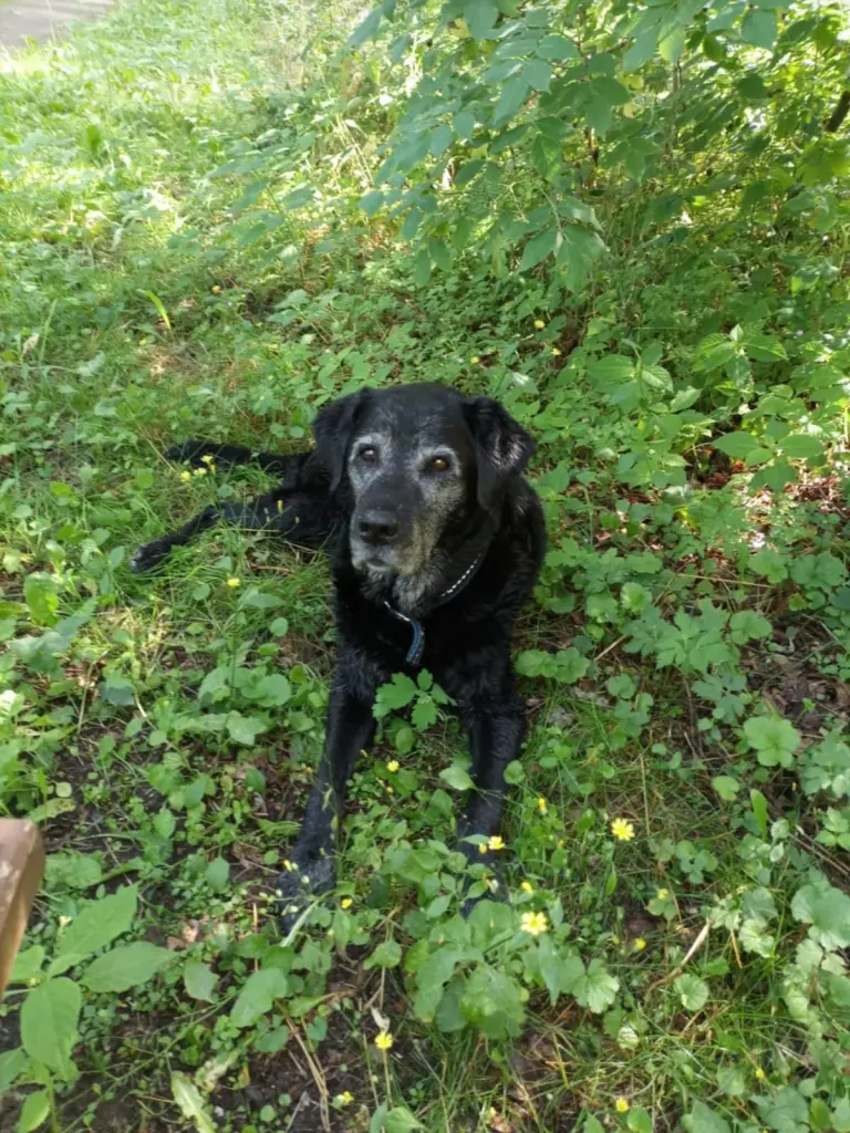 Image from Stella
