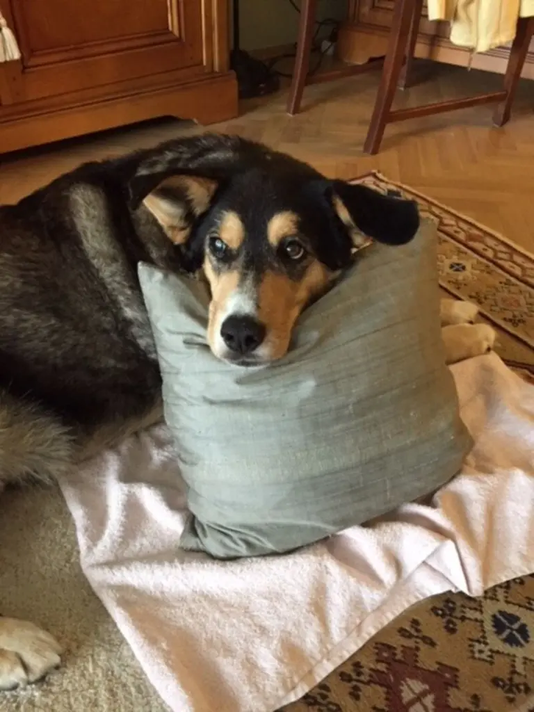 Andachtsbild von Brigitte mit Moschu tief im Herzen