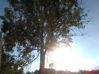 Image from Shadow