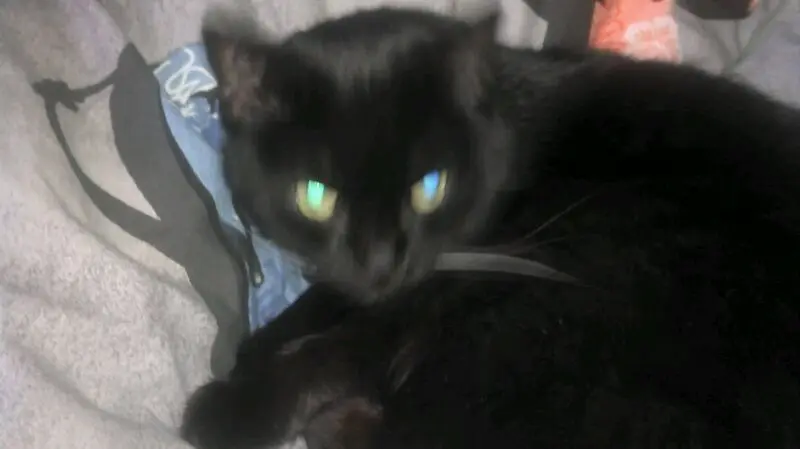Image from Shadow