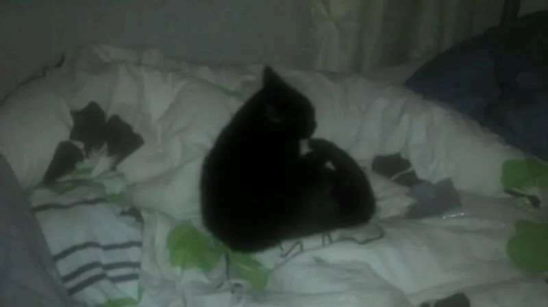 Image from Shadow