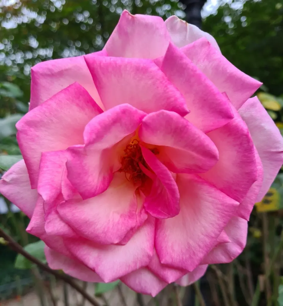Condolence image of Miriam