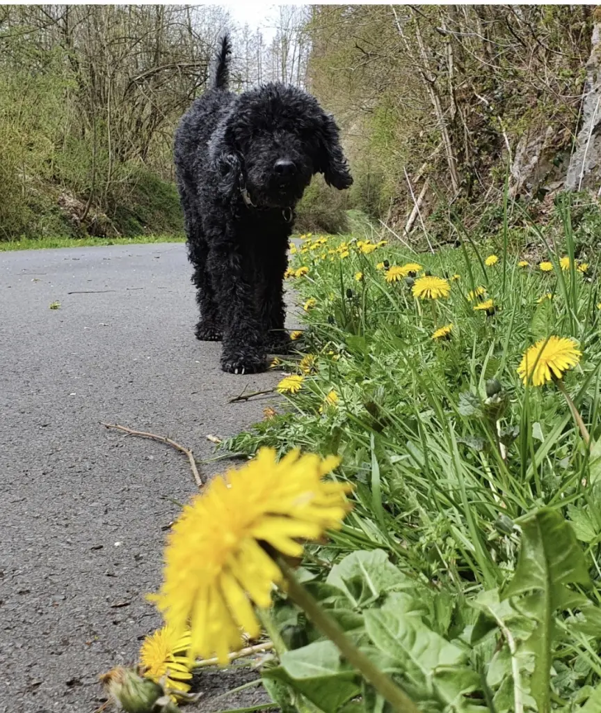 Condolence image of Tilo