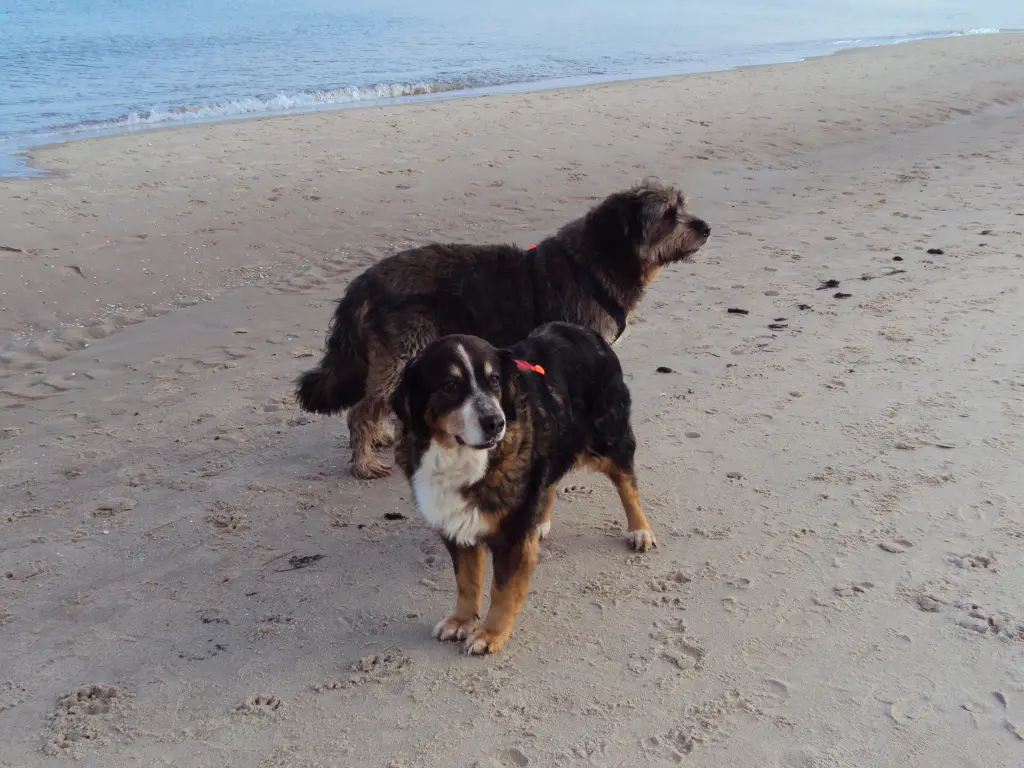 Image from Dina und Alice