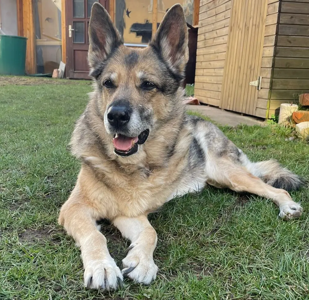 Condolence image of Für Honey ❤