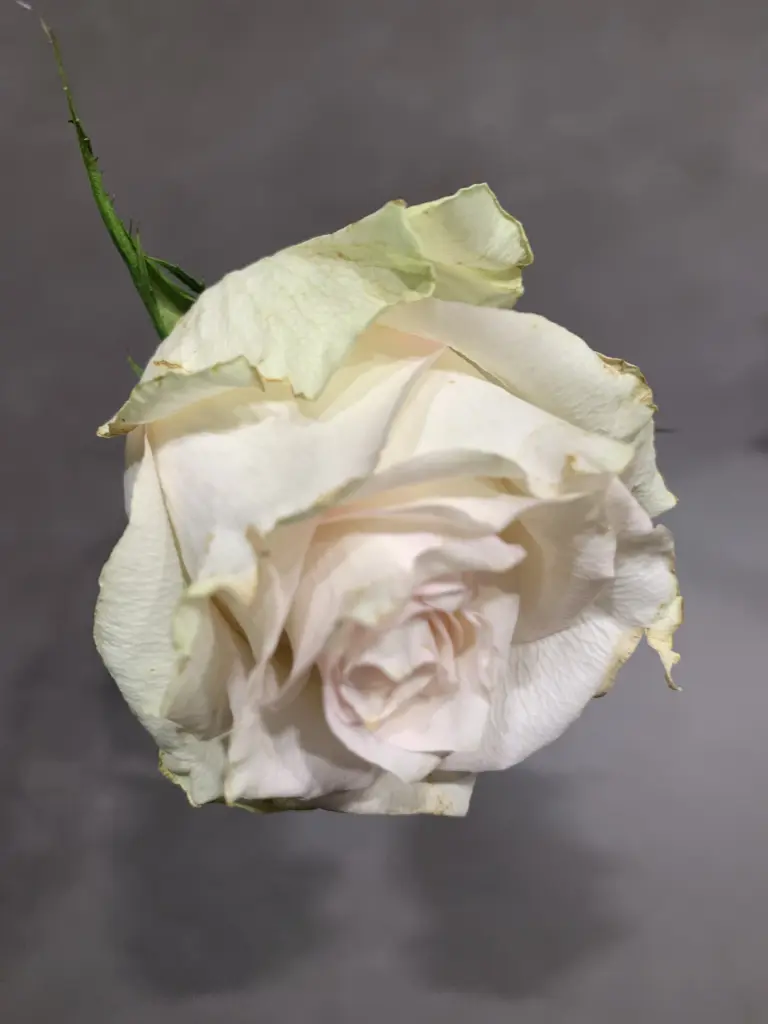 Condolence image of Mama