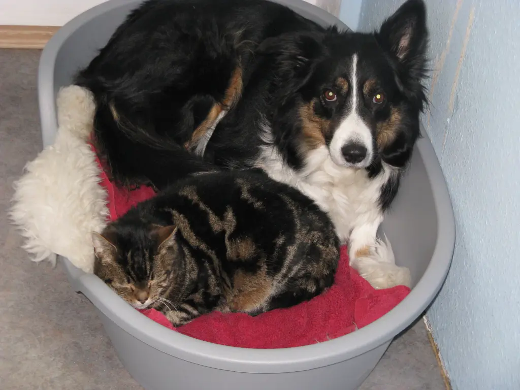 Condolence image of Anne-Marie mit Herzenshund Arwen